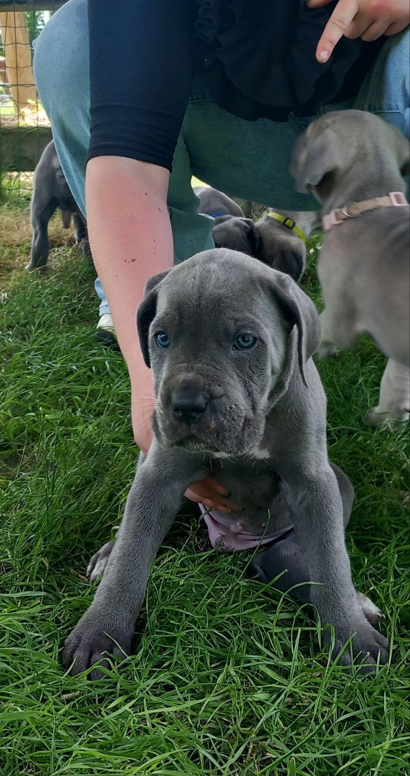 Cane corso pup nog 1 reutje beschikbaar, 8 tot 15 weken, Meerdere, Meerdere dieren, Nederland