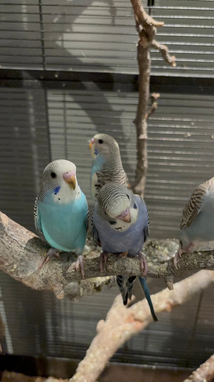 Jonge grasparkieten ( net uit het blok) ( direct v/d kweker), Dieren en Toebehoren, Vogels | Parkieten en Papegaaien, Meerdere dieren