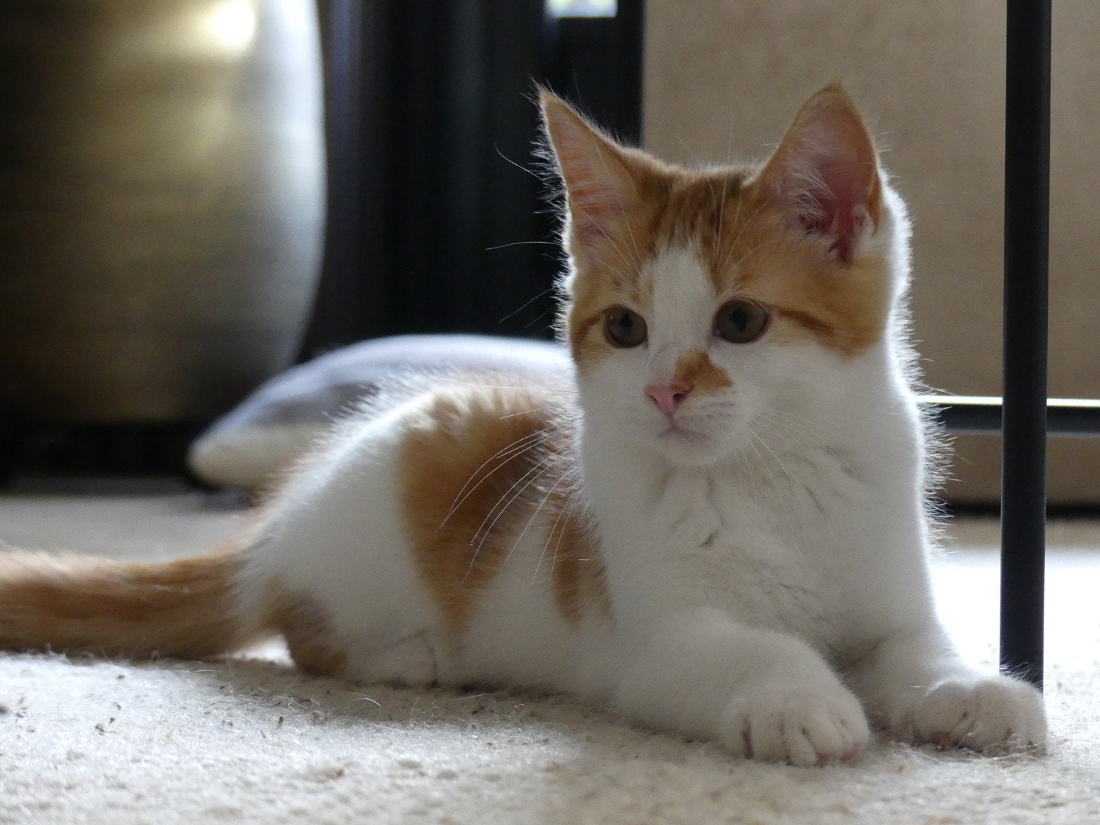 nog 1 lief katertje x maine Coon volledig gevaccineerd, Dieren en Toebehoren, Kater, Ontwormd, 0 tot 2 jaar