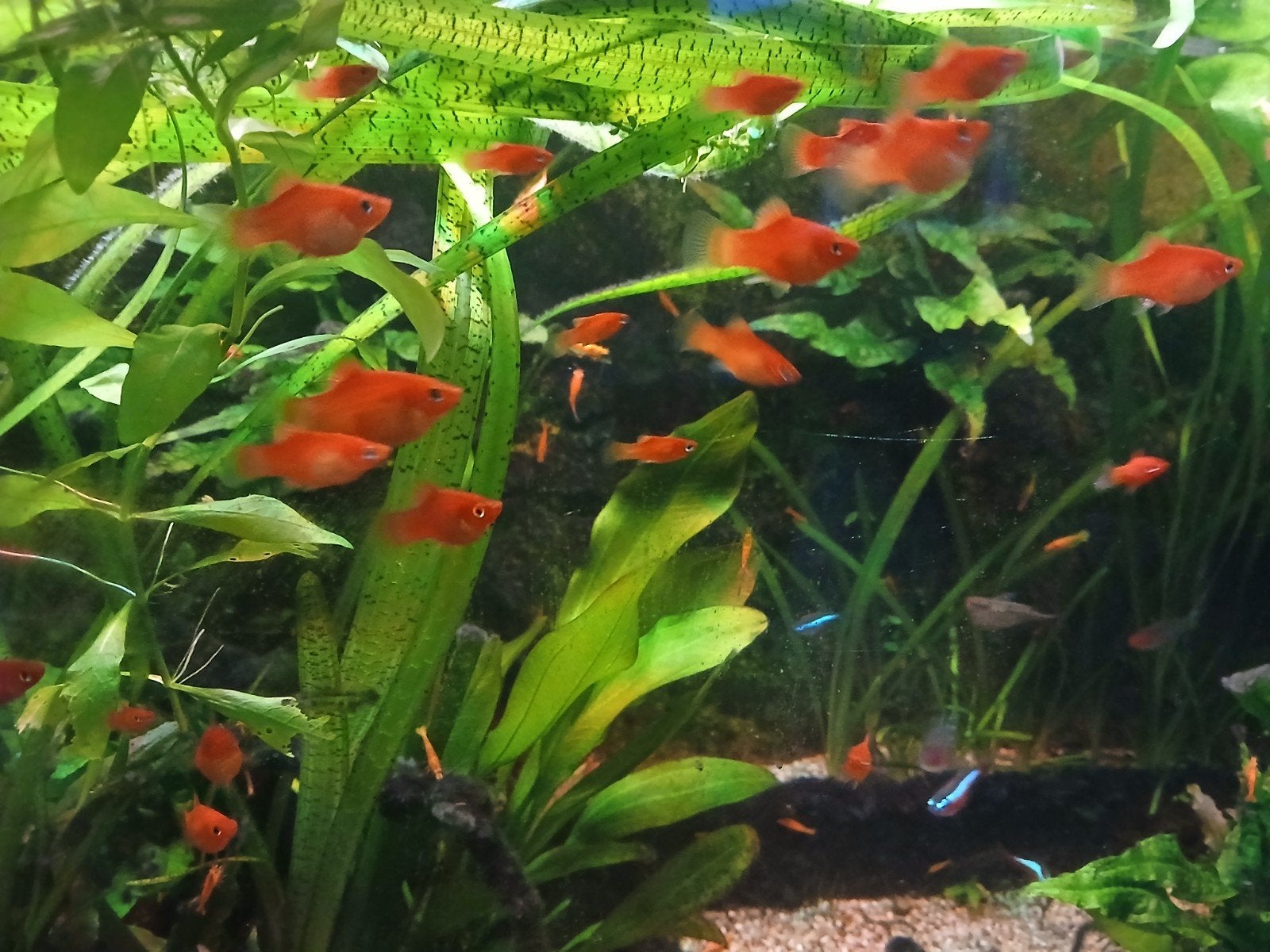 platy vissen, Vis, Zoetwatervis