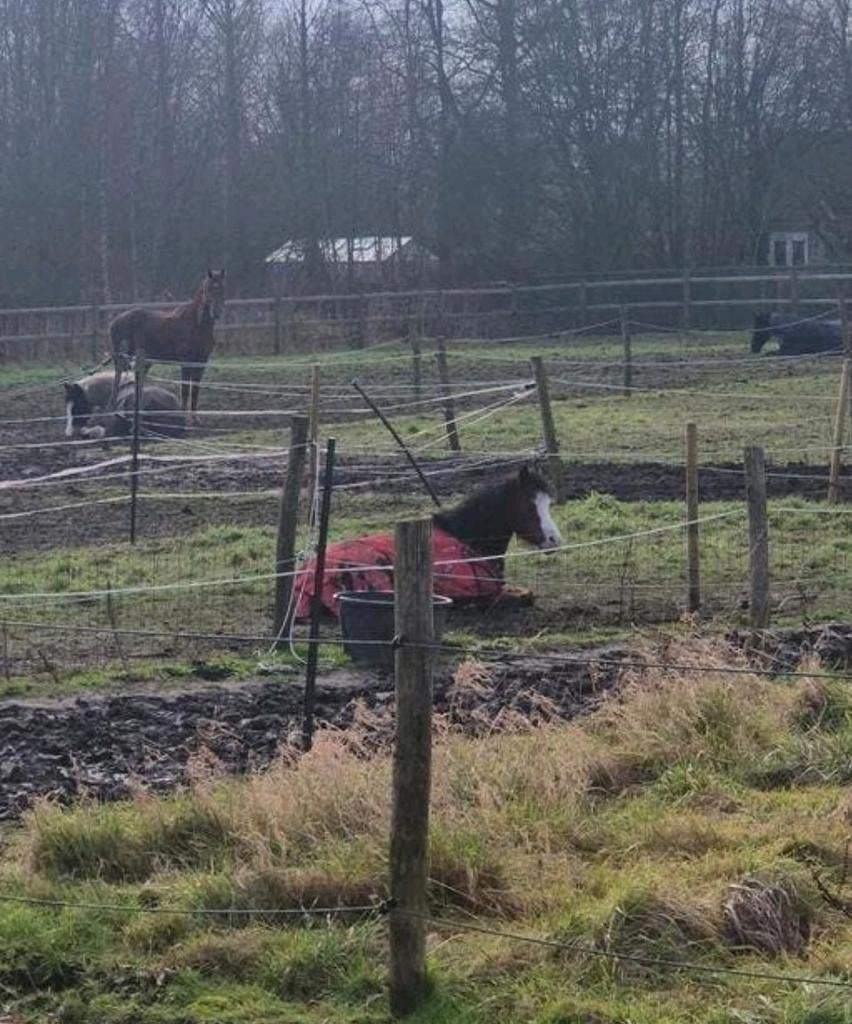 Verzorgster/ verzorger gezocht., Dieren en Toebehoren, Paarden en Pony's | Overige Paardenspullen, Ophalen of Verzenden, Nieuw