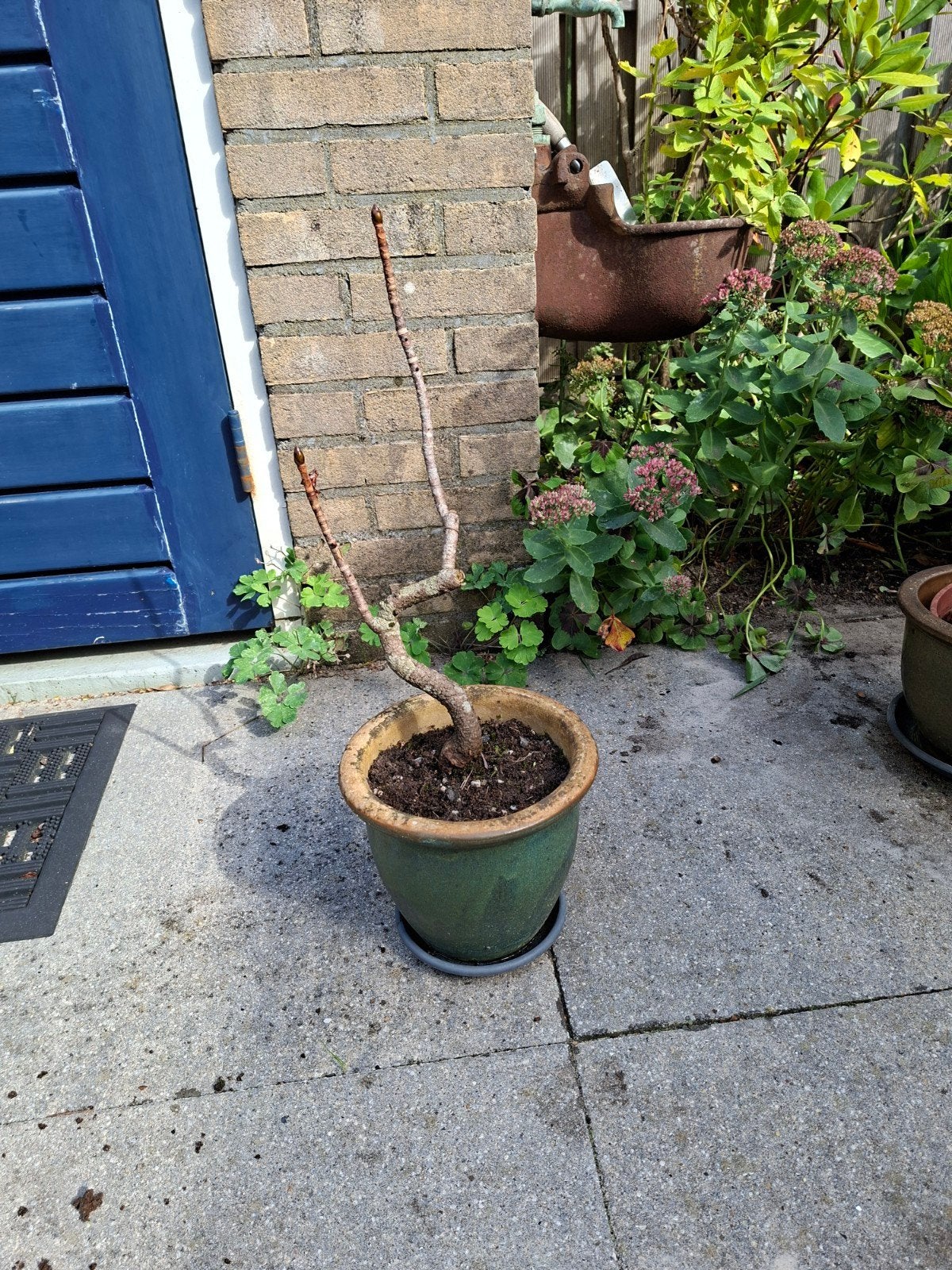 bonsai paardenkastanje. ophalen meerdere locaties NL, Ophalen of Verzenden