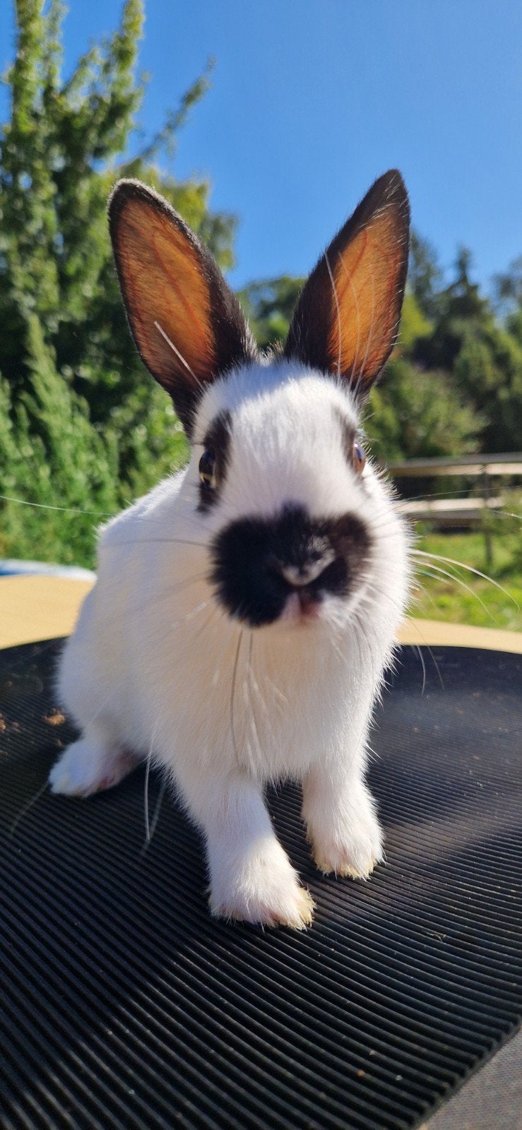 Super lieve jonge lotharingerdwerg konijn, Dieren en Toebehoren, Mannelijk, Dwerg, 0 tot 2 jaar