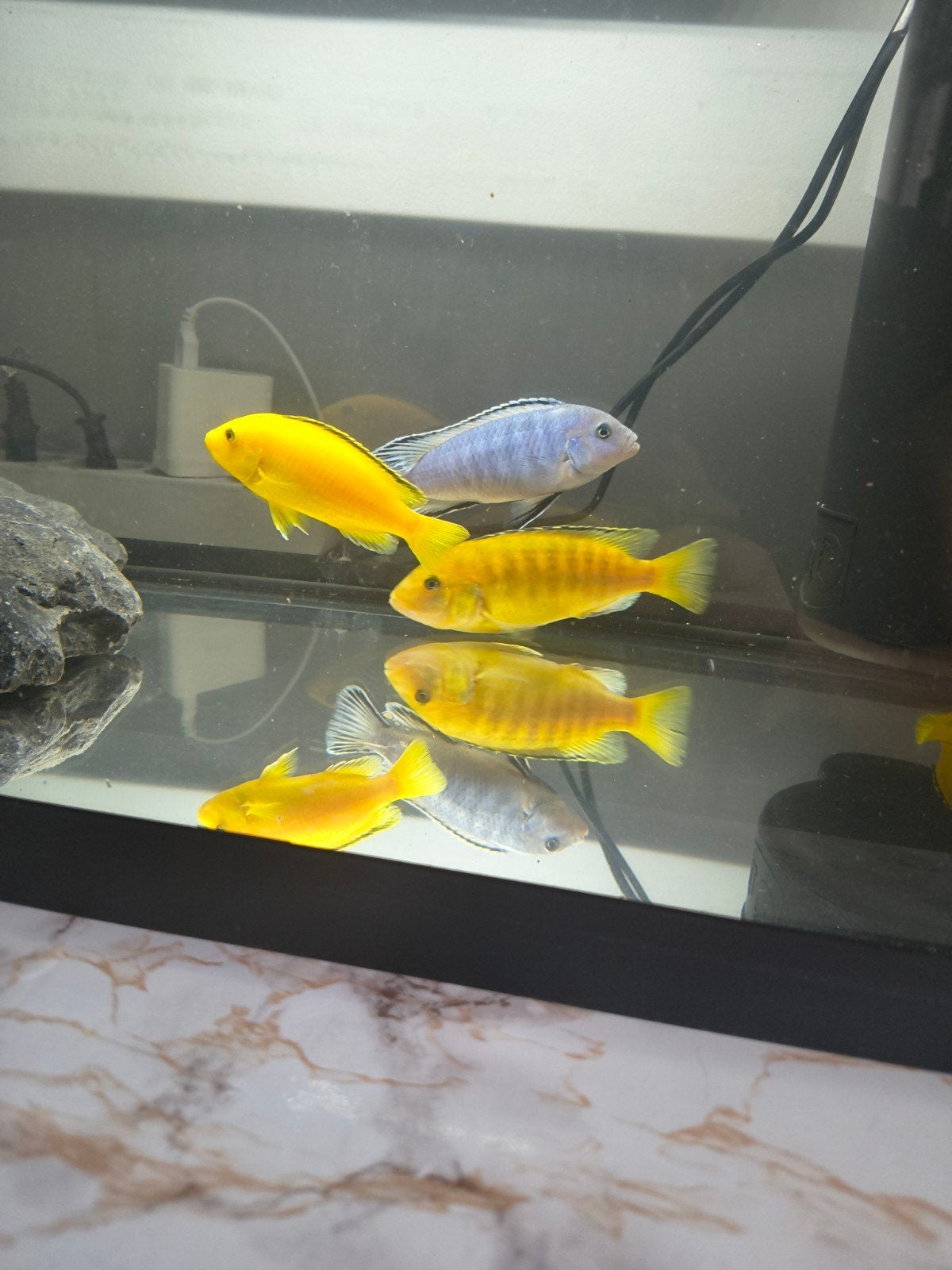 Cichliden vissen 7 stuks, Dieren en Toebehoren, Vissen | Aquariumvissen, Vis, Zoutwatervis