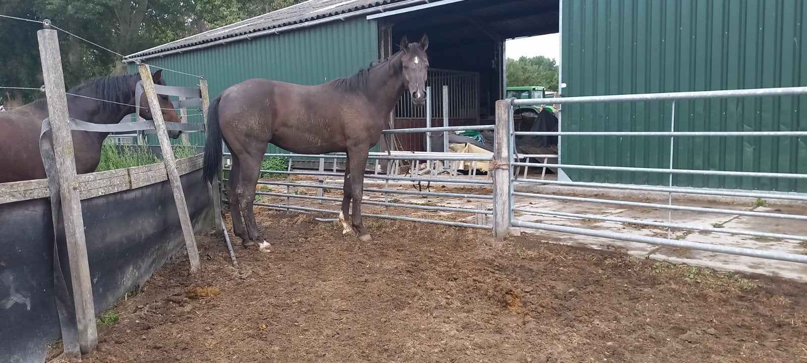 paarden, Dieren en Toebehoren, Hengst, Dressuurpaard, Met stamboom, 0 tot 2 jaar