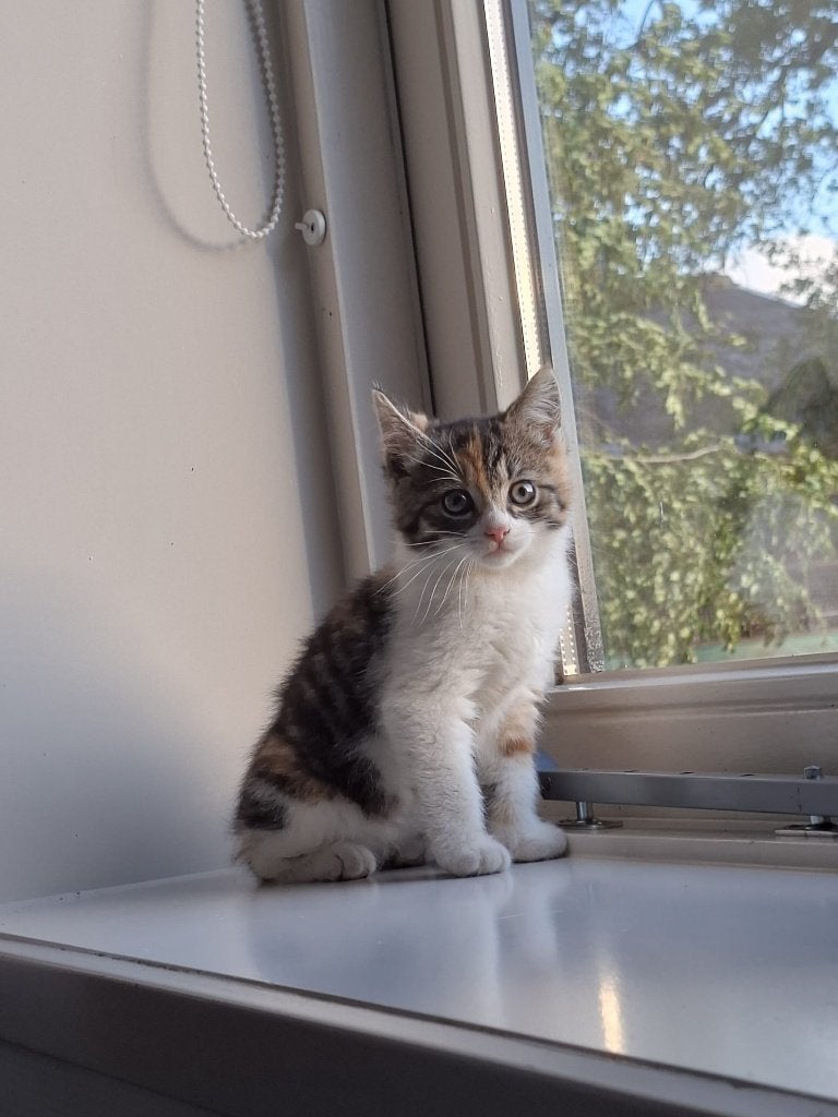 KItten boerderij, Dieren en Toebehoren, Katten en Kittens | Overige Katten, Meerdere dieren, Kortharig, 0 tot 2 jaar