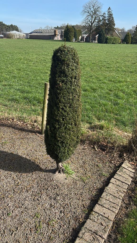 Mooie, gezonde zuiltaxus (Taxus baccata fastigiata) 160 cm, Volle zon, Vaste plant, Bloeit niet, Ophalen