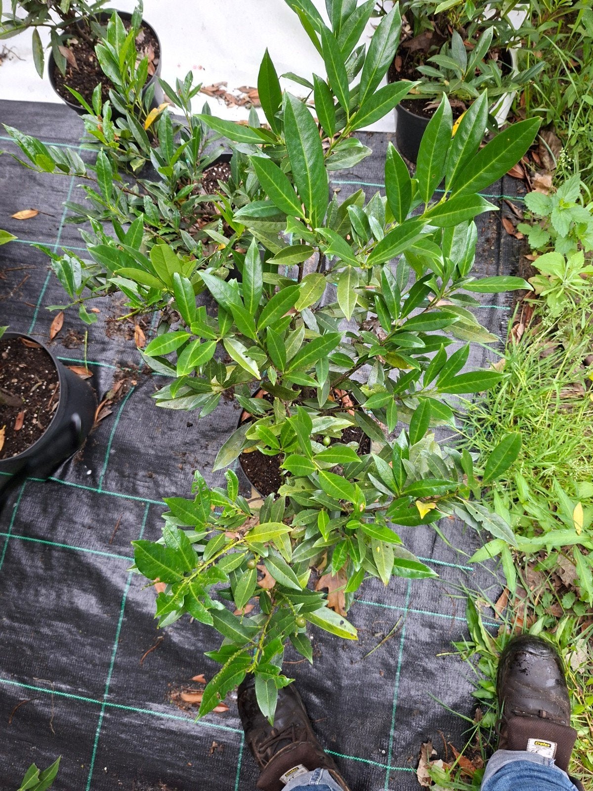 Prunus novita, Ophalen, Laurier, Struik, 100 tot 250 cm