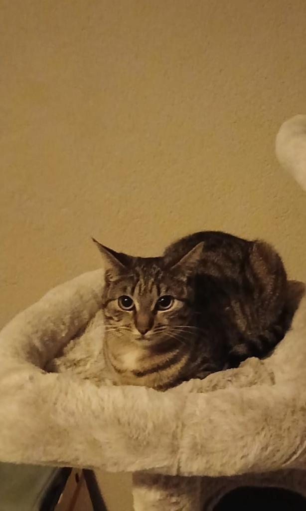Tijgerkat, Poes
