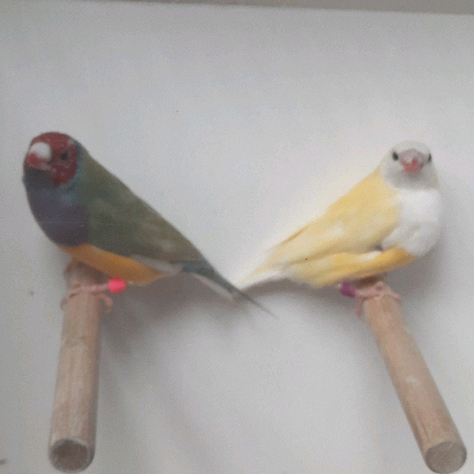 te koop diverse onverwante koppels gouldamadines, Dieren en Toebehoren, Meerdere dieren, Tropenvogel, Geringd