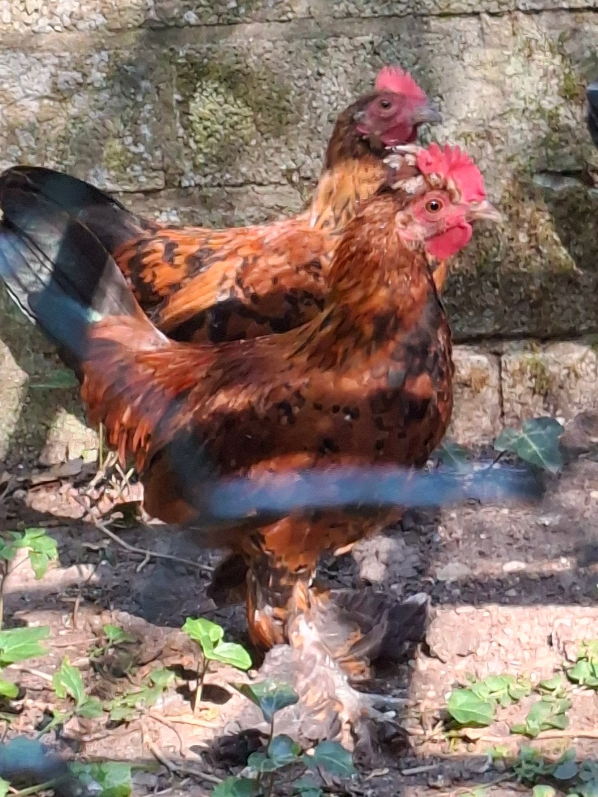 sabelpoot krielhaantjes, gratis, Dieren en Toebehoren, Pluimvee, Mannelijk, Kip