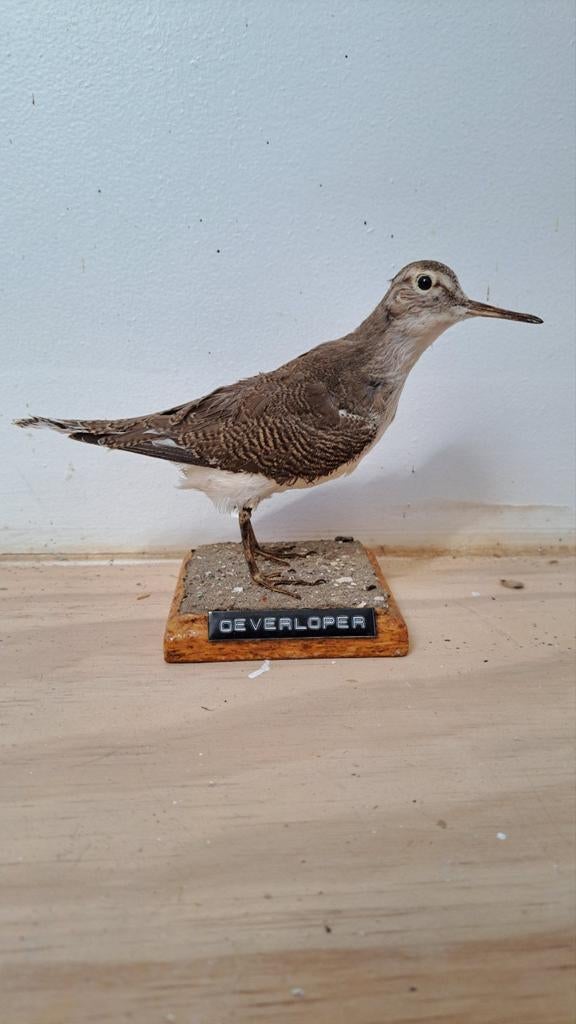 Prachtige Opgezette Vogel! Oeverloper Taxidermie., Ophalen of Verzenden, Zo goed als nieuw, Vogel, Opgezet dier