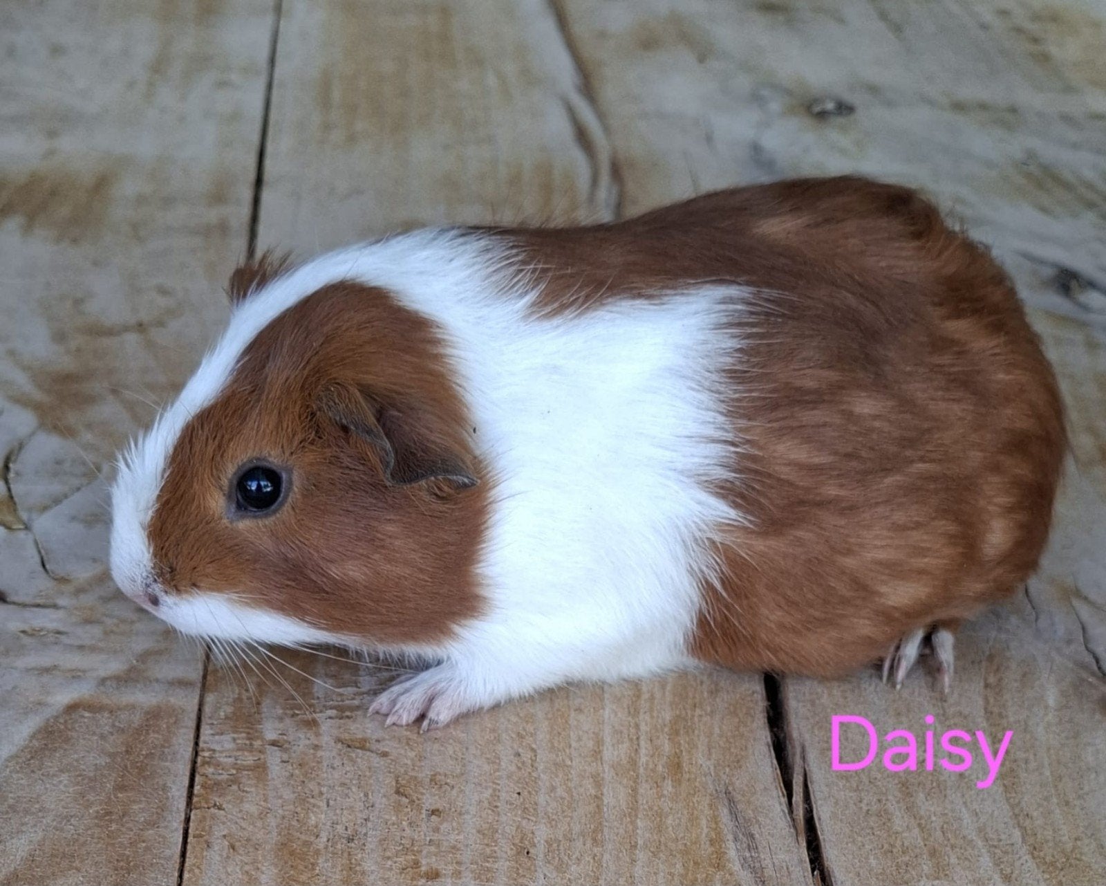 jonge Cavia's, Dieren en Toebehoren, Knaagdieren, Cavia, Augustus, Meerdere dieren, Tam