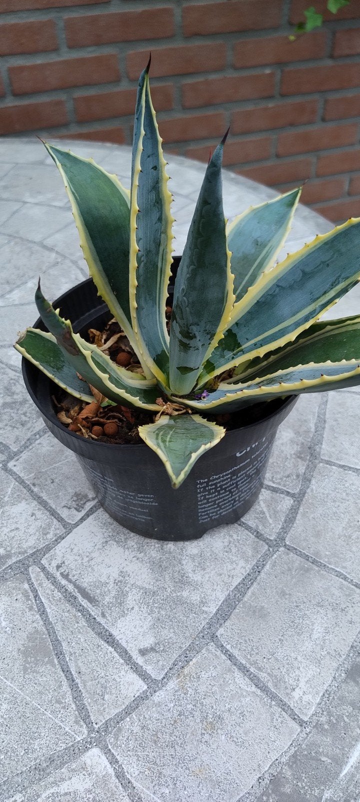 bonte Agave, Tuin en Terras, Ophalen, Bloeit niet, Overige soorten, Volle zon