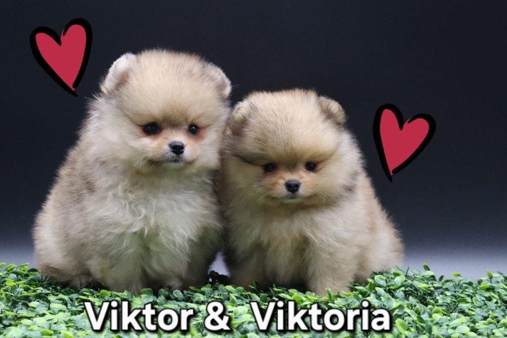 Merle reutje en teefje Pomeriaan/Pomeranian Geboren in NL, Dieren en Toebehoren, Honden | Poolhonden, Keeshonden en Oertypen, Nederland