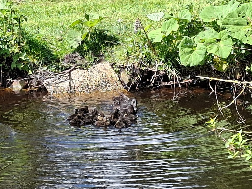 Loopeenden, Meerdere dieren, Eend