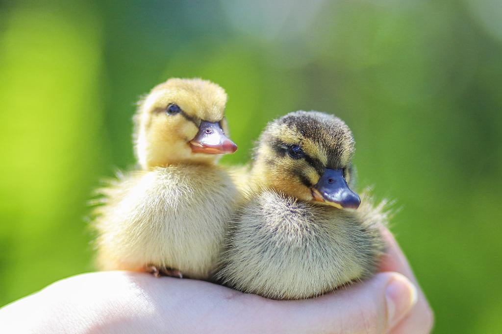 Oud Hollandse kwakers | Eenden kuikens | Gesekst, Meerdere dieren, Eend
