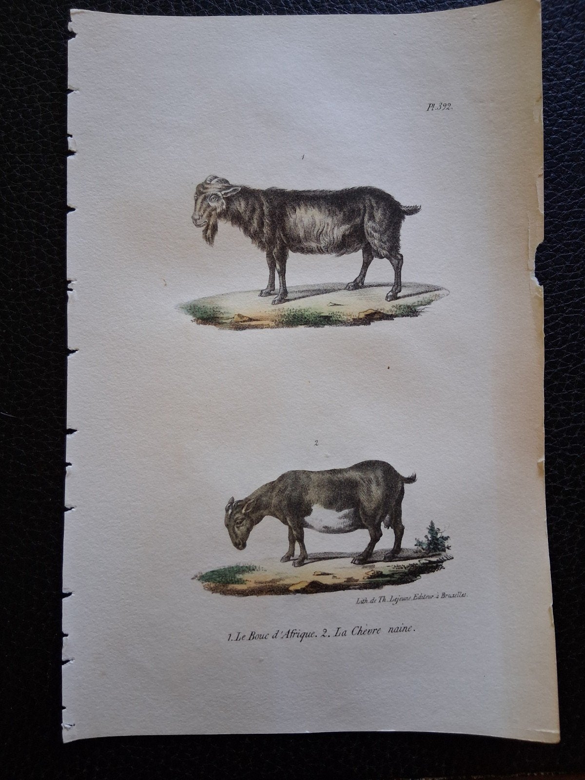 Antieke Lithografie: Afrikaanse Bok en Dwerggeit (1830-1850), Ophalen of Verzenden, Lithografie, Origineel