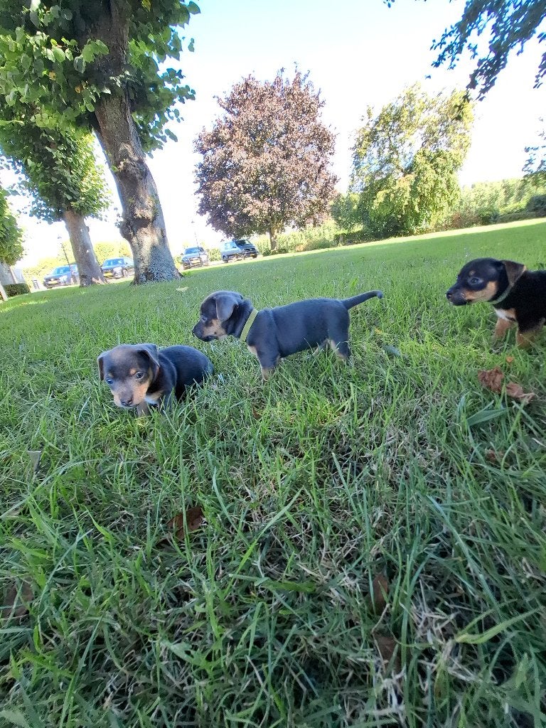 Jack russel pups, Dieren en Toebehoren, Jack Russell Terriër, 8 tot 15 weken, CDV (hondenziekte), Meerdere
