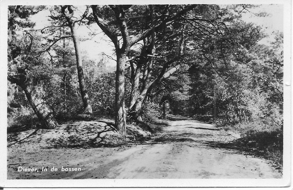 Ansichtkaart Dwingeloo, Drenthe - In de bossen (1956), Ophalen of Verzenden, 1940 tot 1960, Gelopen, Drenthe