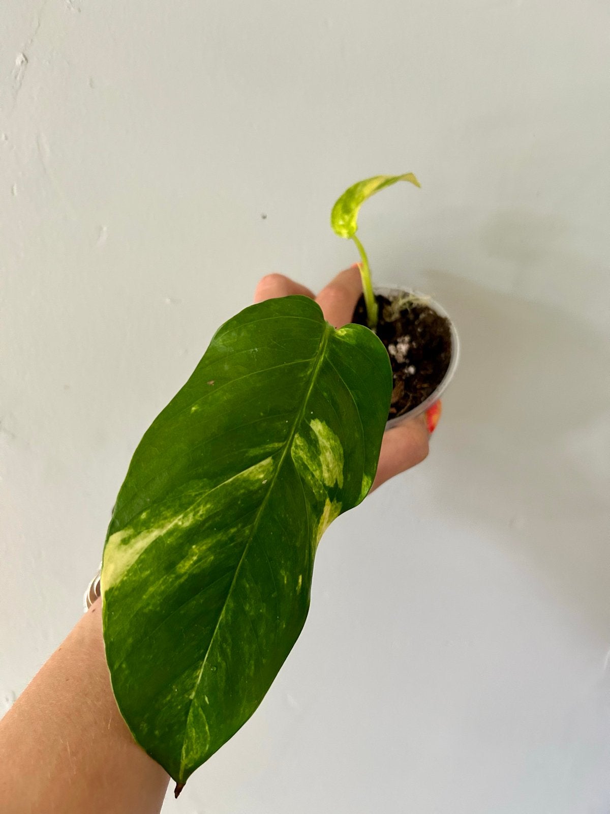 Epipremnum pinnatum 'Cintho Goldfinger' stekje, Overige soorten, In pot, Minder dan 100 cm, Groene kamerplant