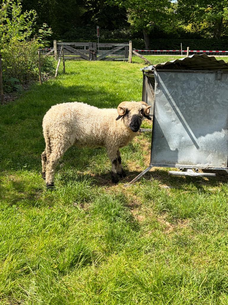 Walliser schwarznase stamboek ooi met ramlam, Dieren en Toebehoren, Schapen, Geiten en Varkens, Vrouwelijk, Schaap