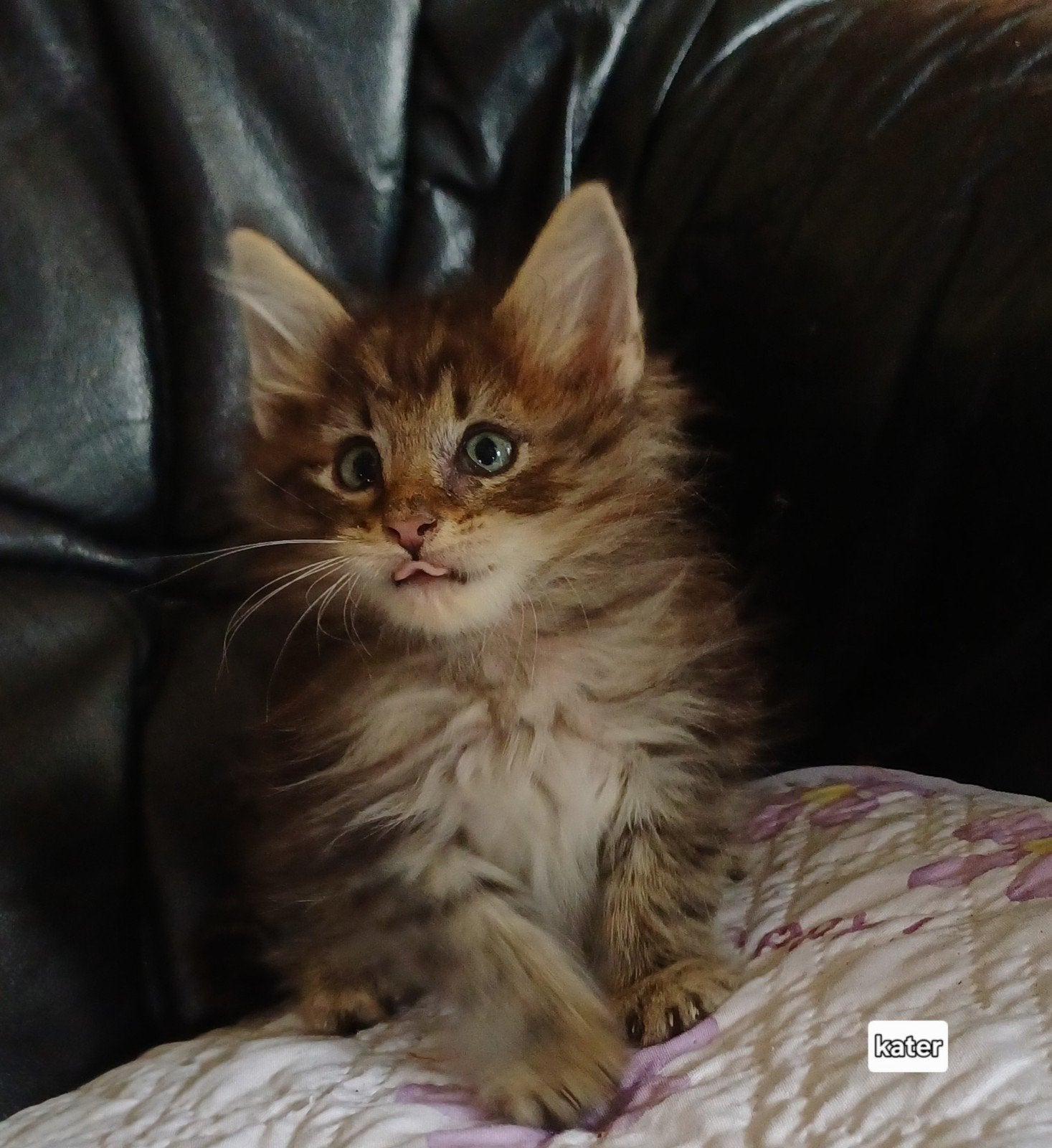 Bonny met haar kittens 3 k en 1p., Meerdere dieren, Met stamboom, 0 tot 2 jaar