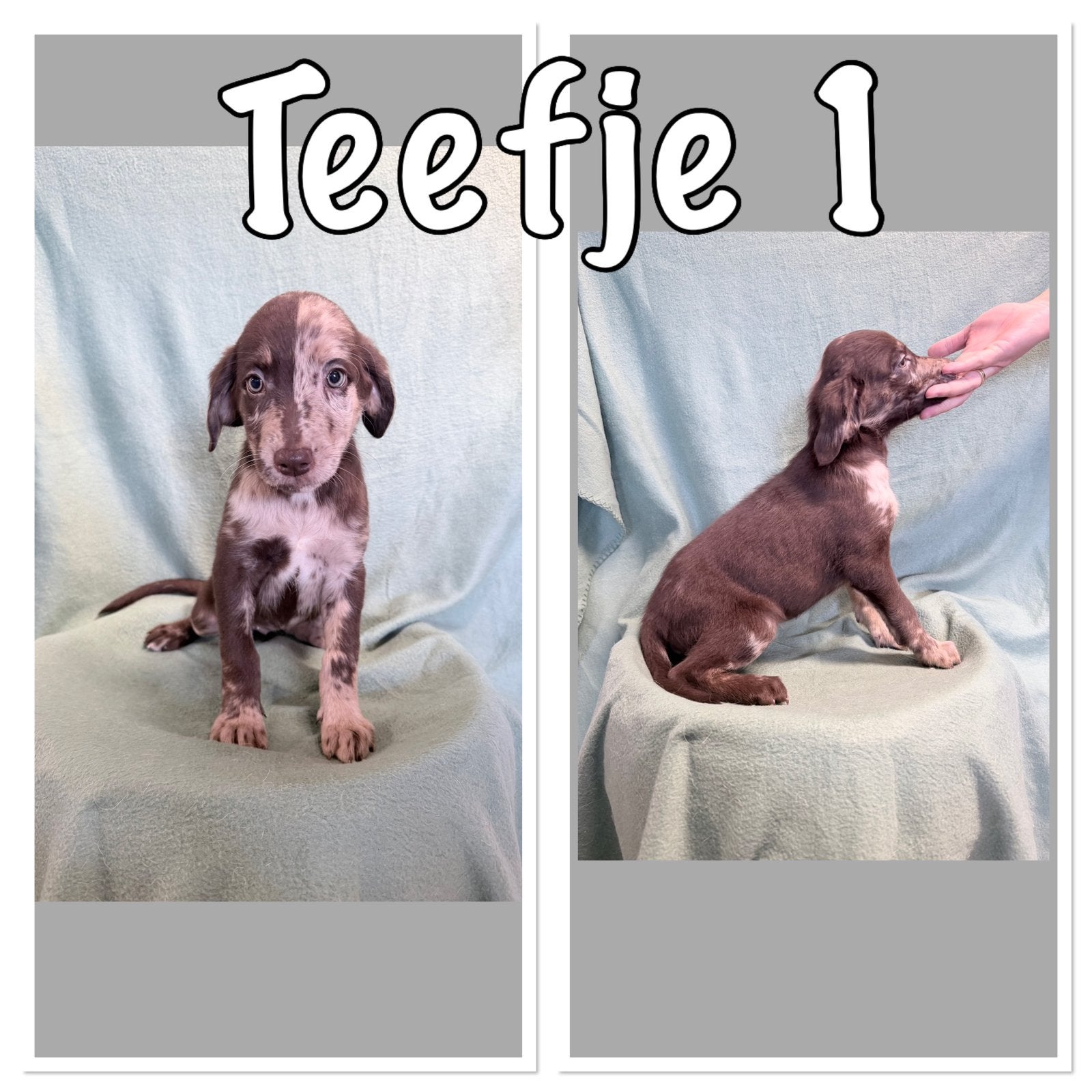 Labradoodle x australian shepherd puppy’s, 8 tot 15 weken, Groot, Meerdere, Meerdere dieren