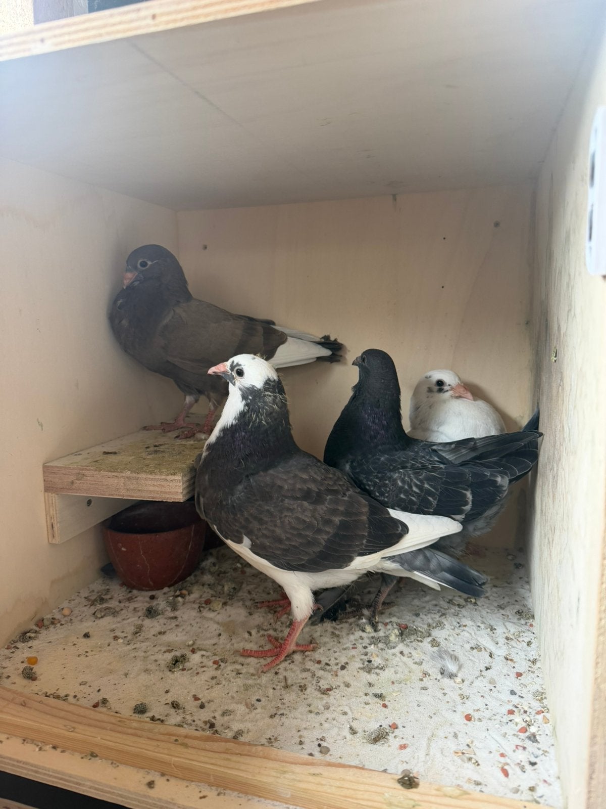 Kroppers, piepers, jongen duiven,, Dieren en Toebehoren, Geslacht onbekend, Kropper