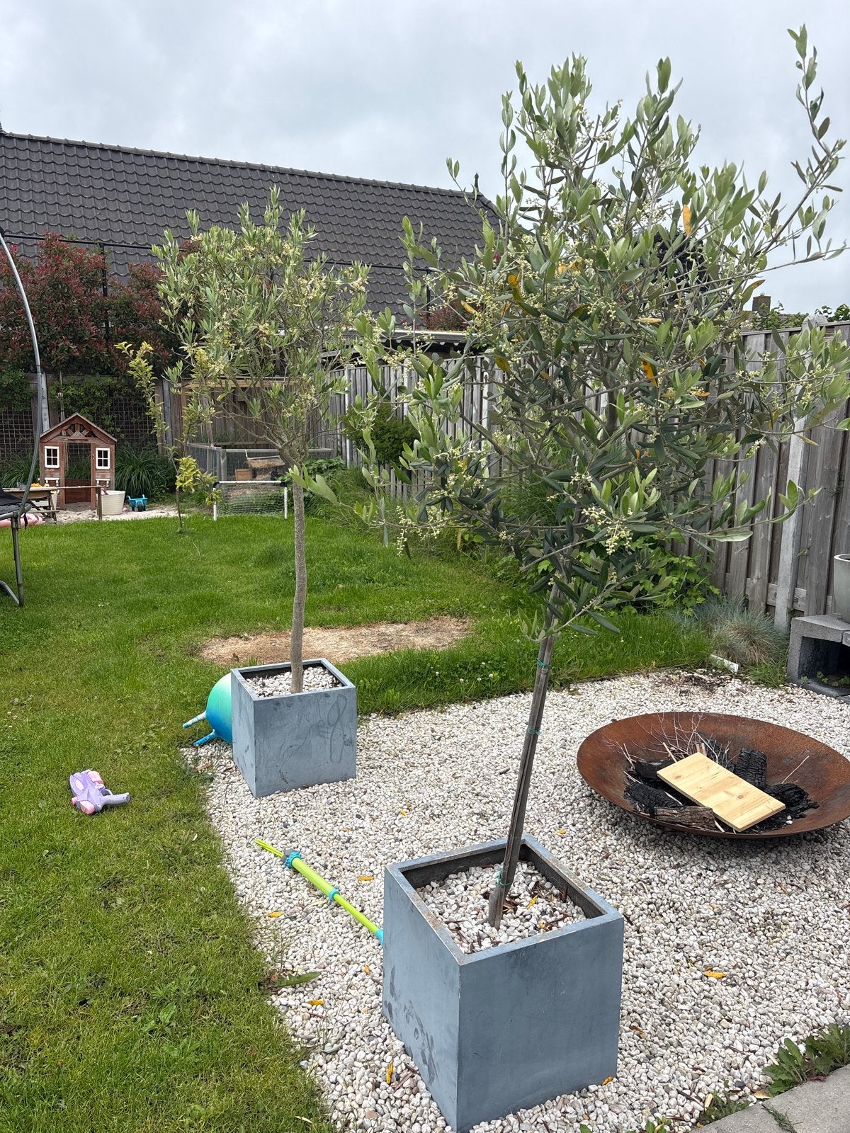 2 x12 jaar oude Olijfbomen, Lente, 100 tot 250 cm, Olijfboom, Ophalen