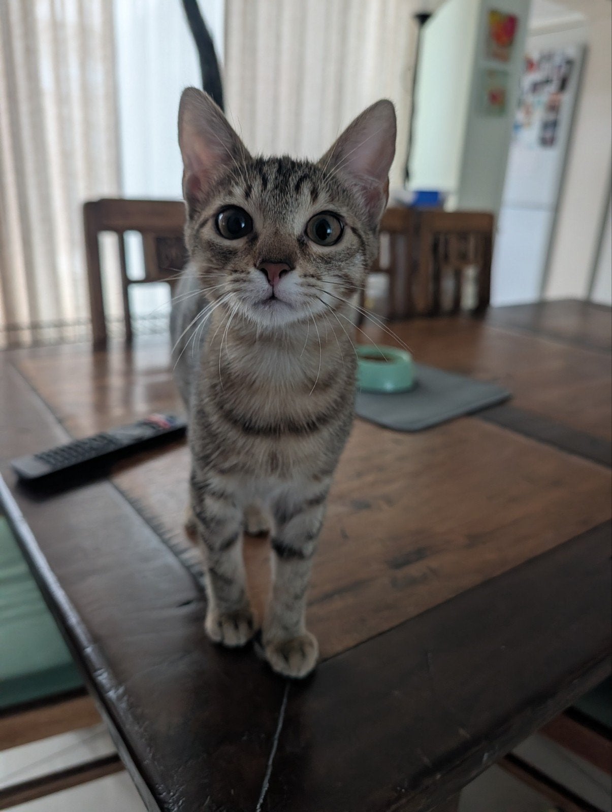Helen zoekt haar forever home!, Poes, Gechipt, 0 tot 2 jaar