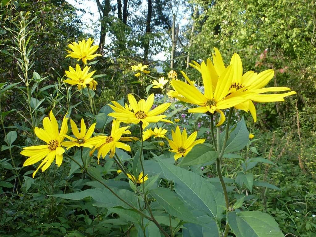 Aardpeer, topinamboer, knolzonnebloem, Jeruzalemartisjok, Tuin en Terras, Volle zon, Ophalen of Verzenden, Zomer, Groenteplanten