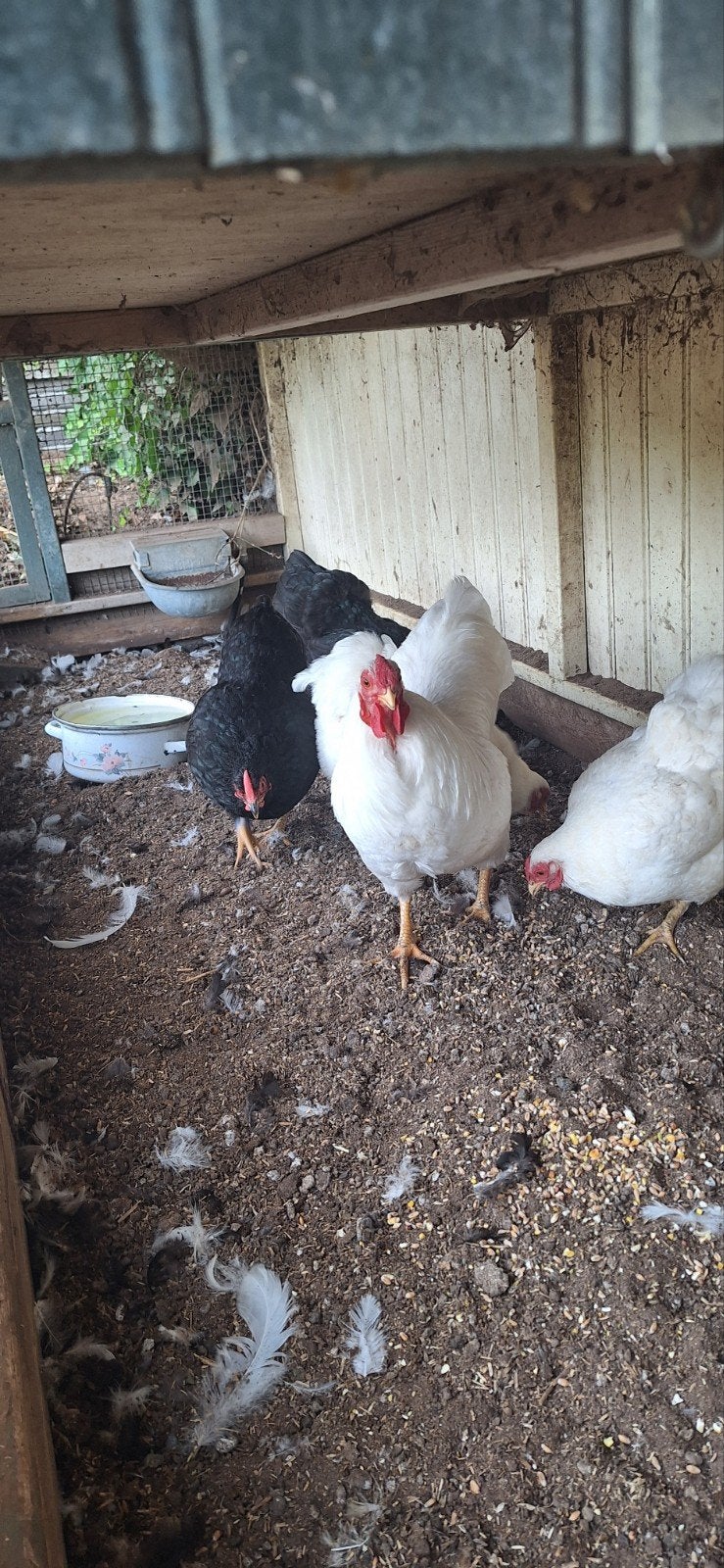 te koop wyandotte, Meerdere dieren, Kip