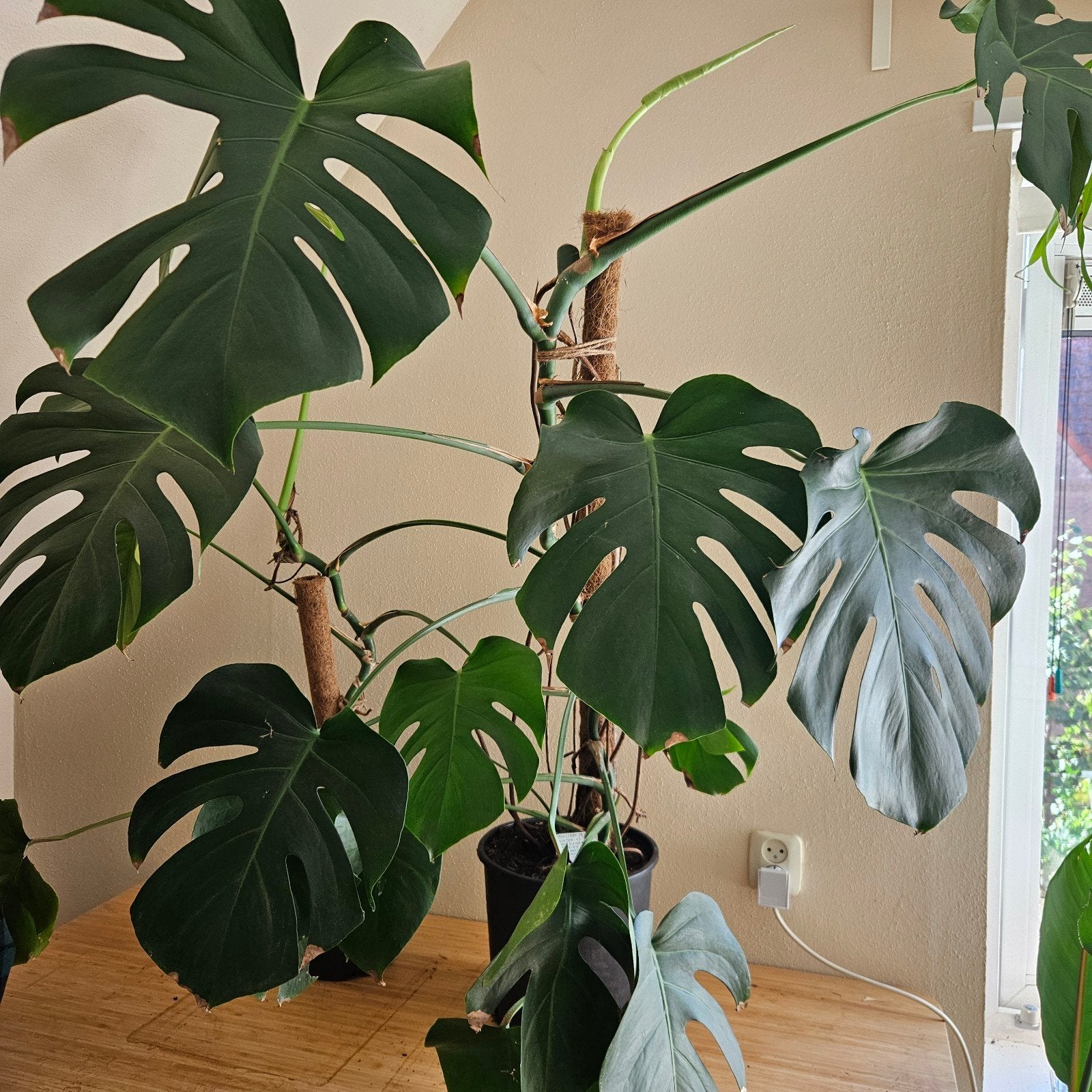 Monstera Deliciosa - 1 meter hoog, zonder mosstok, Ophalen