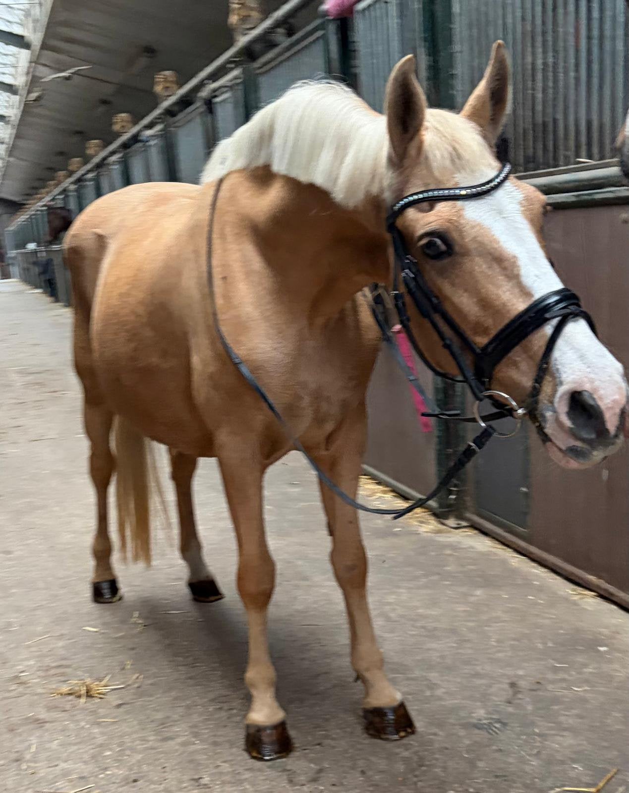 Lieve D-pony merrie zoekt fijn thuis, Dieren en Toebehoren, Merrie, 11 jaar of ouder