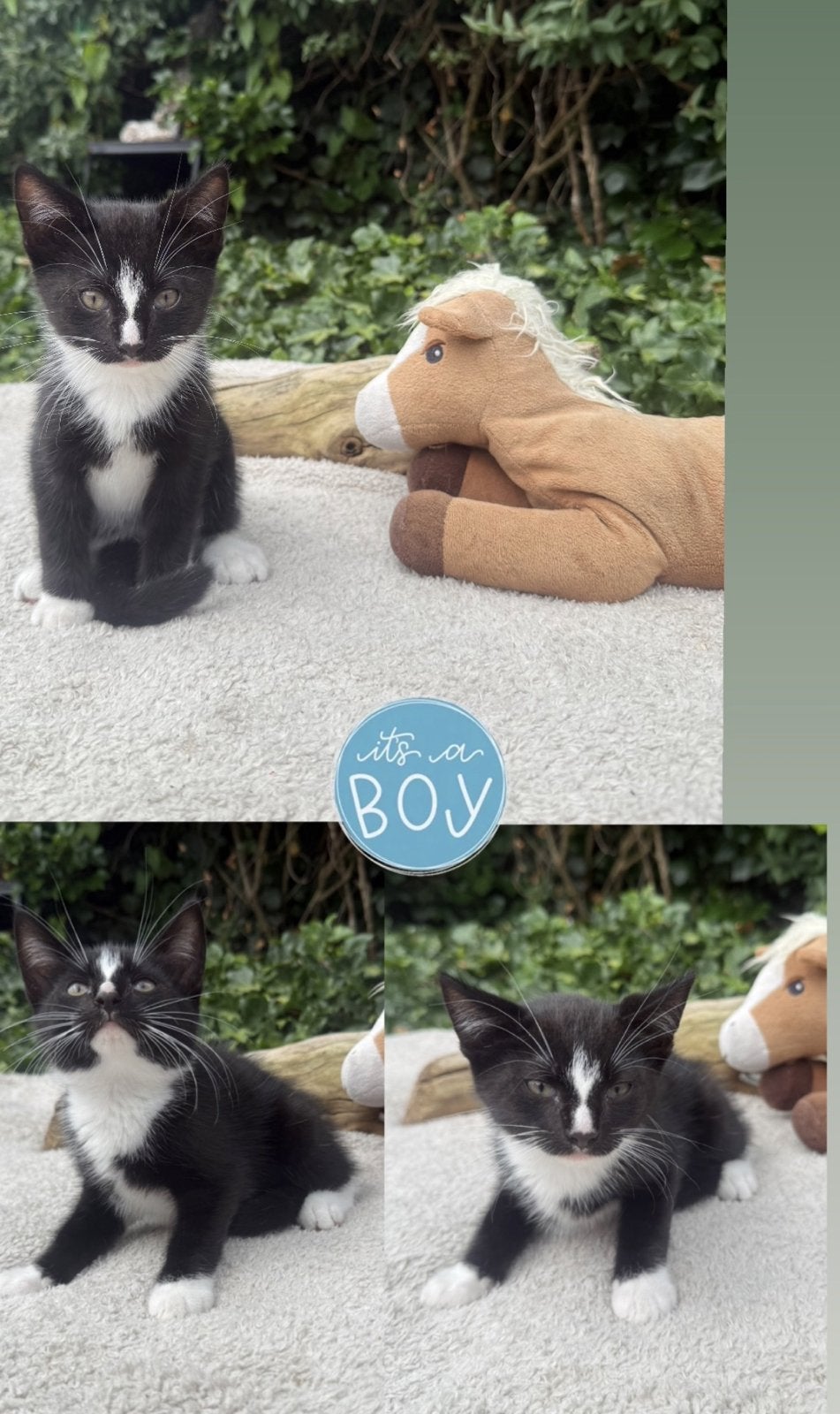 Met SPOED gouden mandje gezocht kittens, Dieren en Toebehoren, Katten en Kittens | Overige Katten, Meerdere dieren