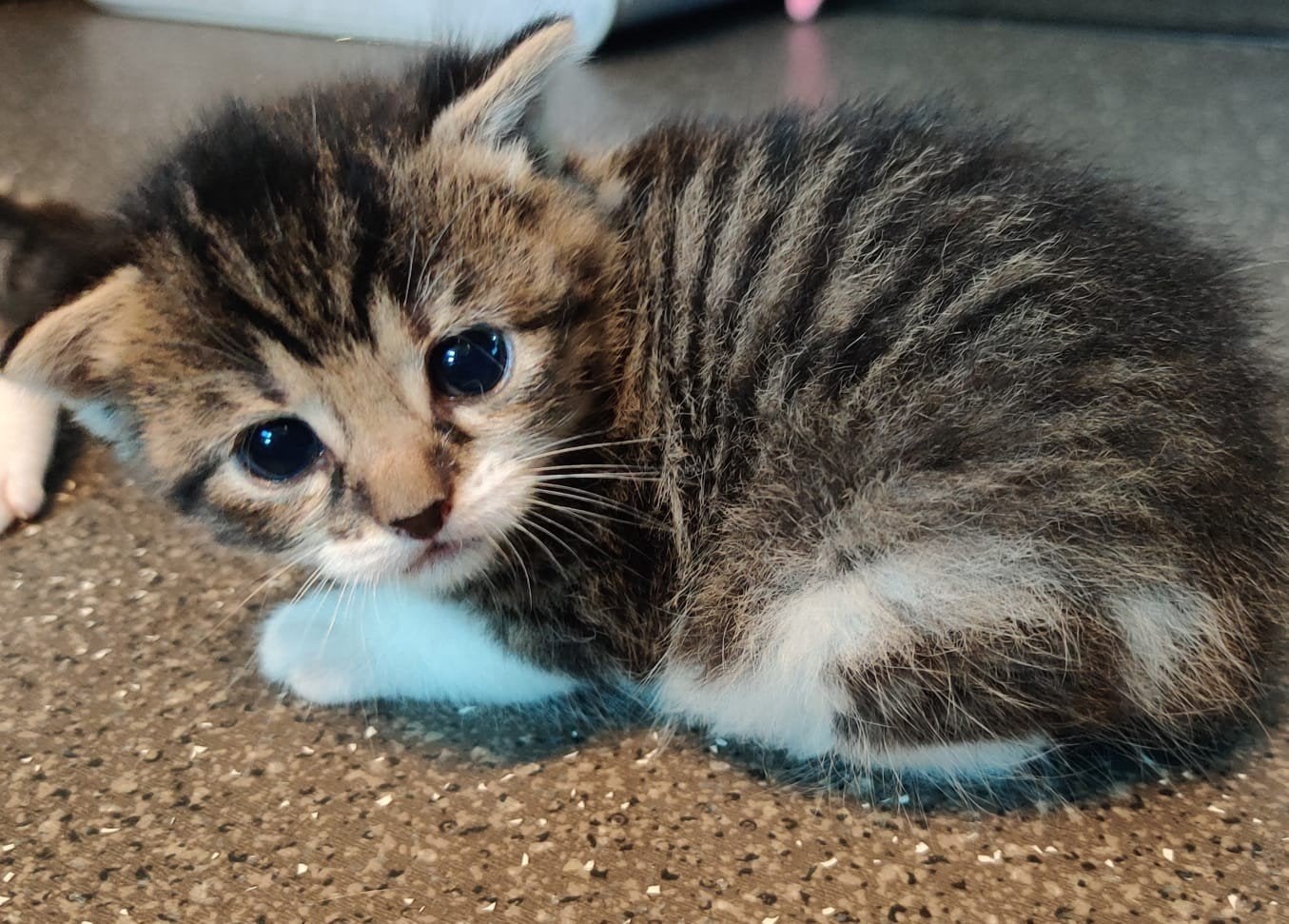Lieve kittens, Dieren en Toebehoren, Katten en Kittens | Overige Katten, Meerdere dieren