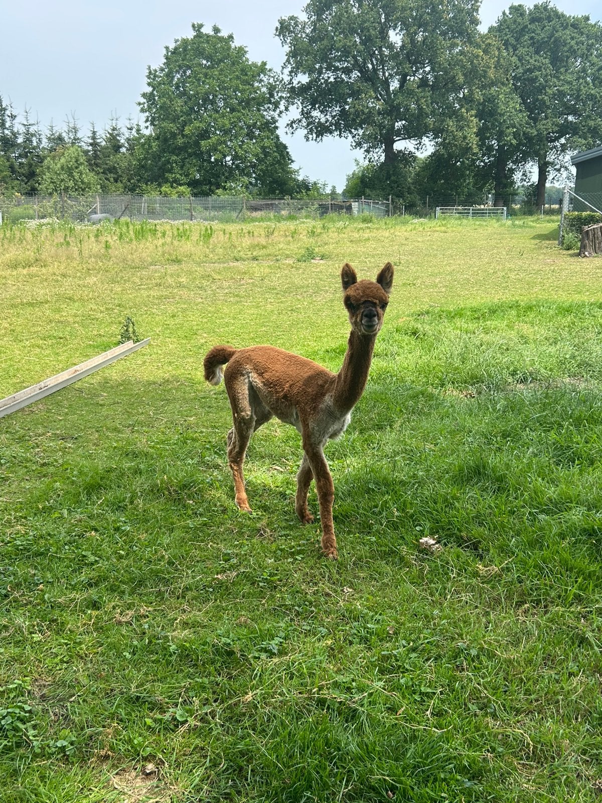 Alpaca hengstje, November, Mannelijk