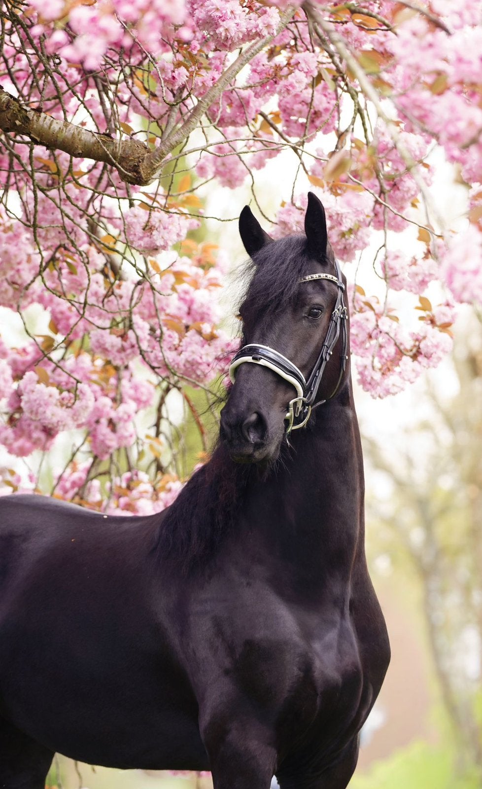 prachtige Friese merrie, Merrie, Dressuurpaard, Met stamboom, B