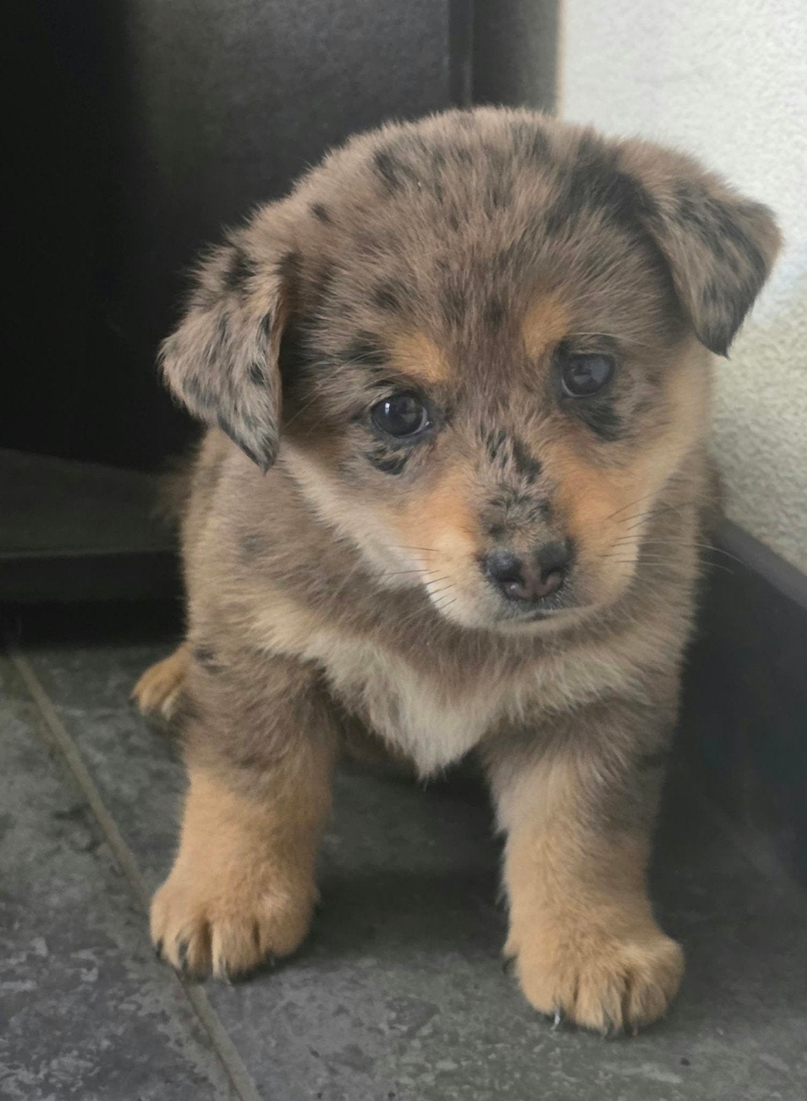pups, Dieren en Toebehoren, Parvo, 8 tot 15 weken, Meerdere, Meerdere dieren