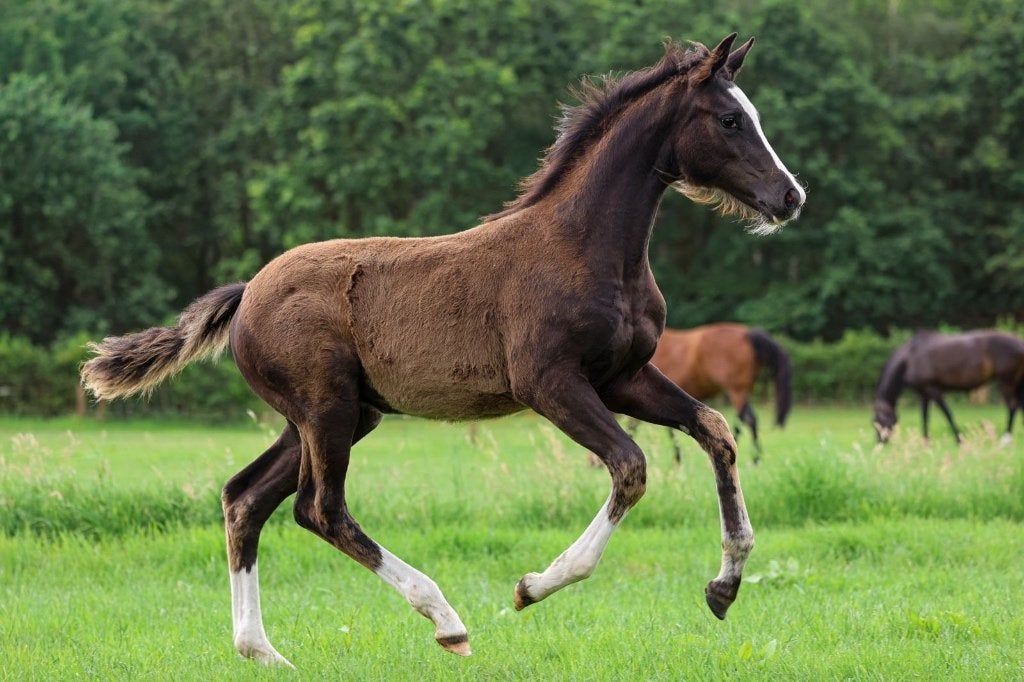 Veelbelovende merrieveulens uit topstam, Merrie, Dressuurpaard, Gechipt, 0 tot 2 jaar