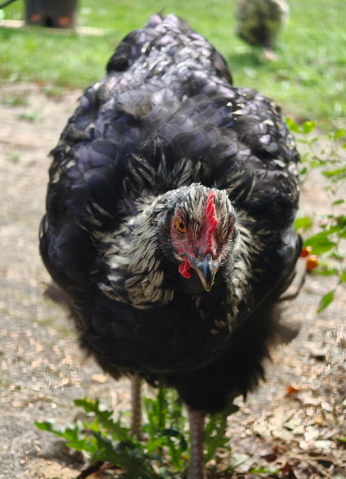 jonge Orpington haan, Dieren en Toebehoren, Pluimvee, Mannelijk, Kip