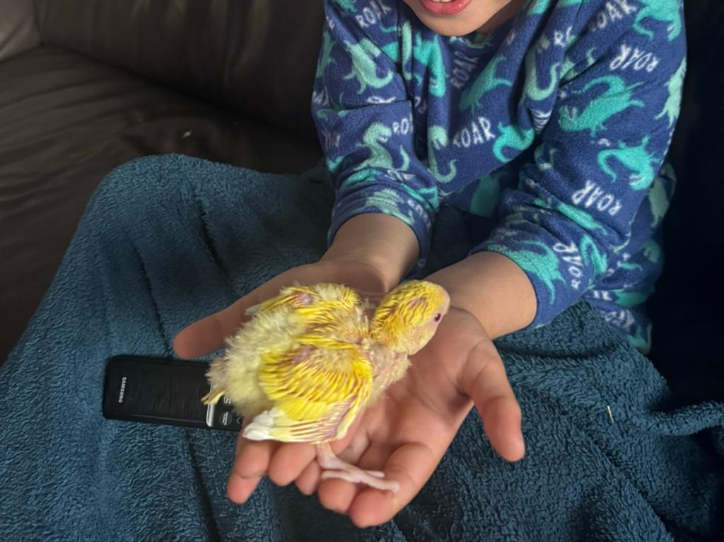 Dwergpapegaai geel, Dieren en Toebehoren, Vogels | Parkieten en Papegaaien