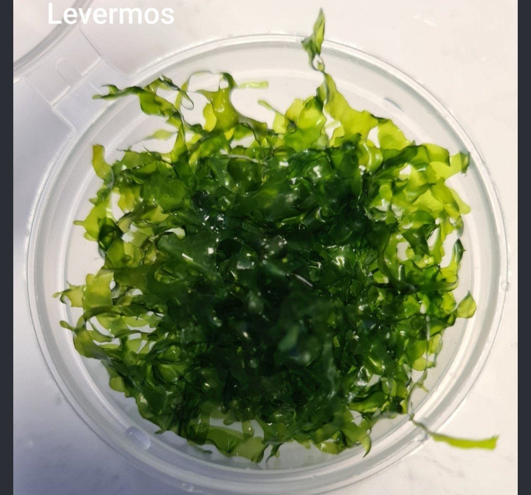 levermos aquariumplant, Slak of Weekdier