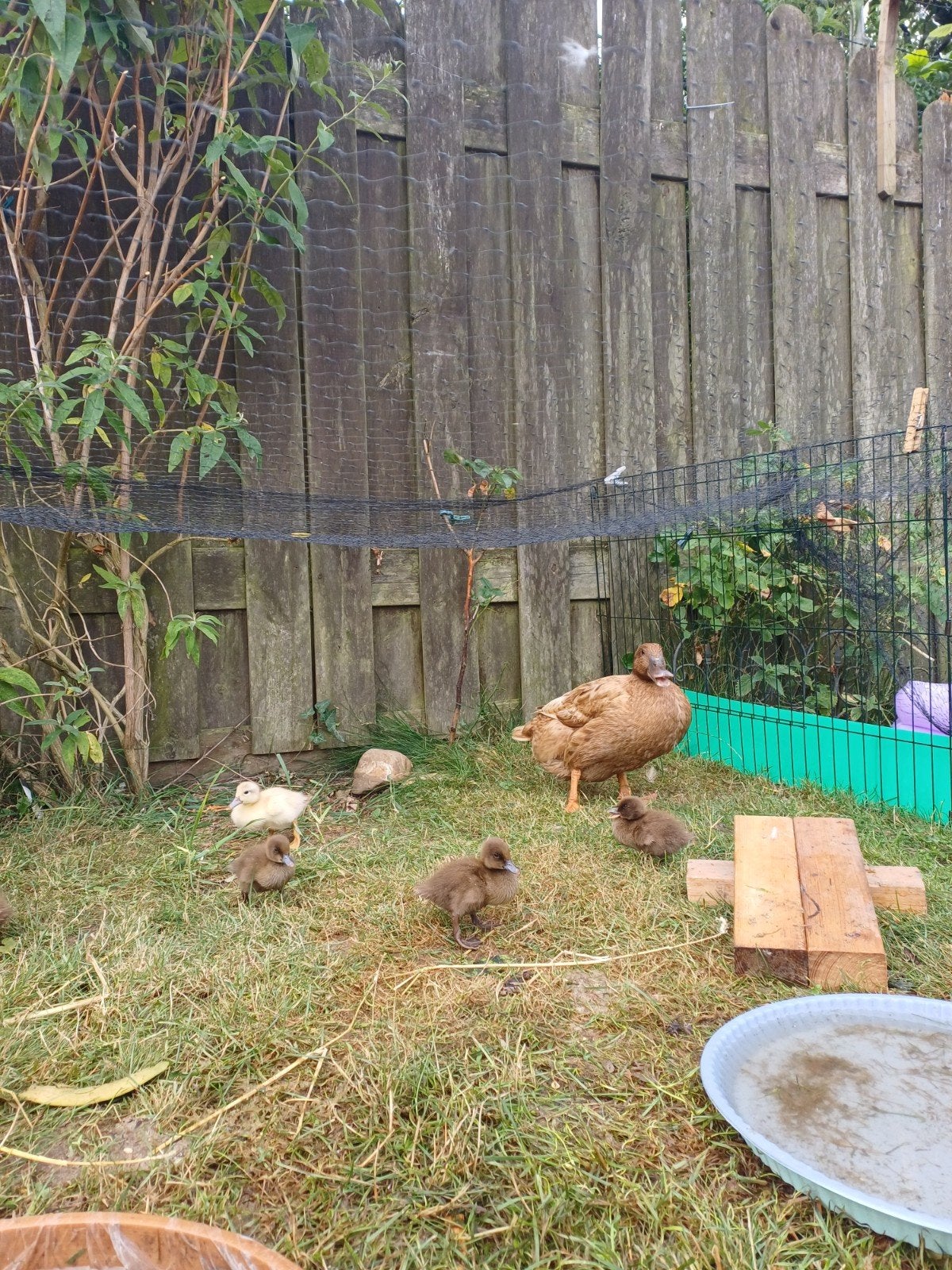 Moeder eend met 5 baby's, Meerdere dieren, Eend