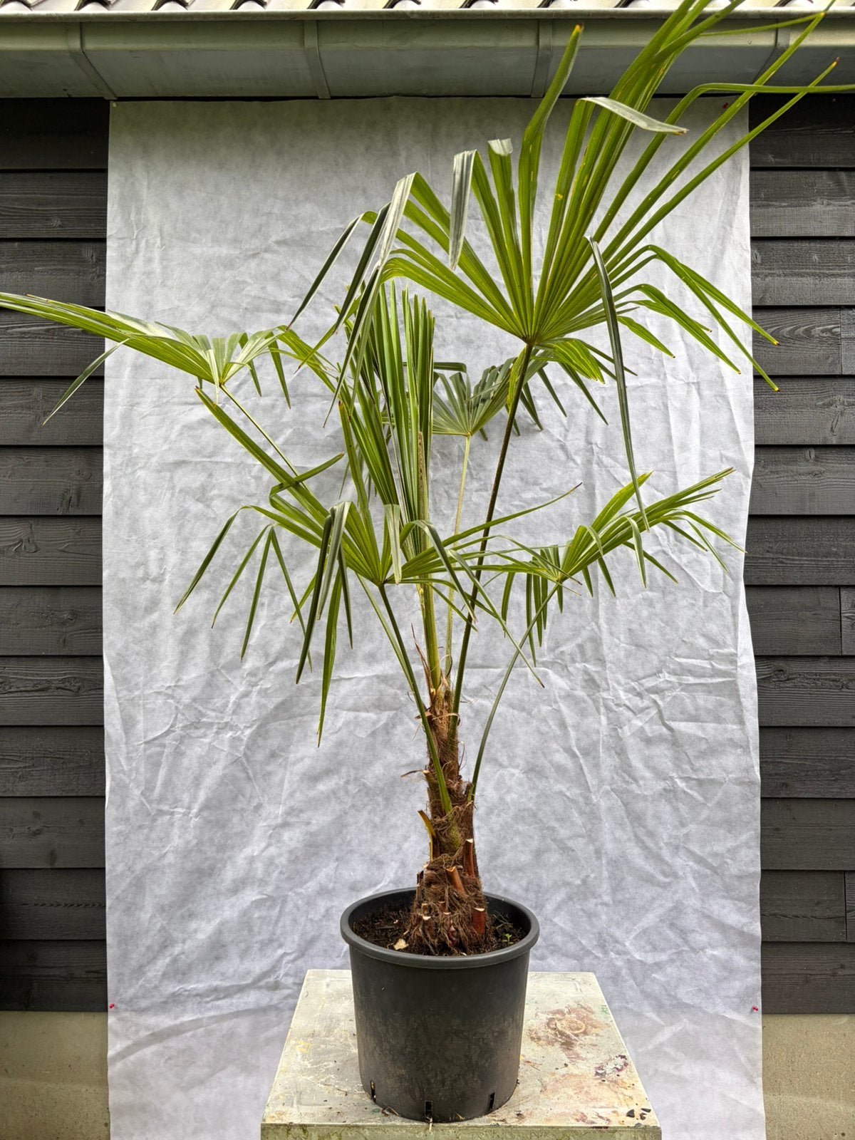 Trachycarpus Fortunei winterharde palmboom, Tuin en Terras, Planten | Bomen, Minder dan 100 cm, Zomer, Palmboom, Ophalen