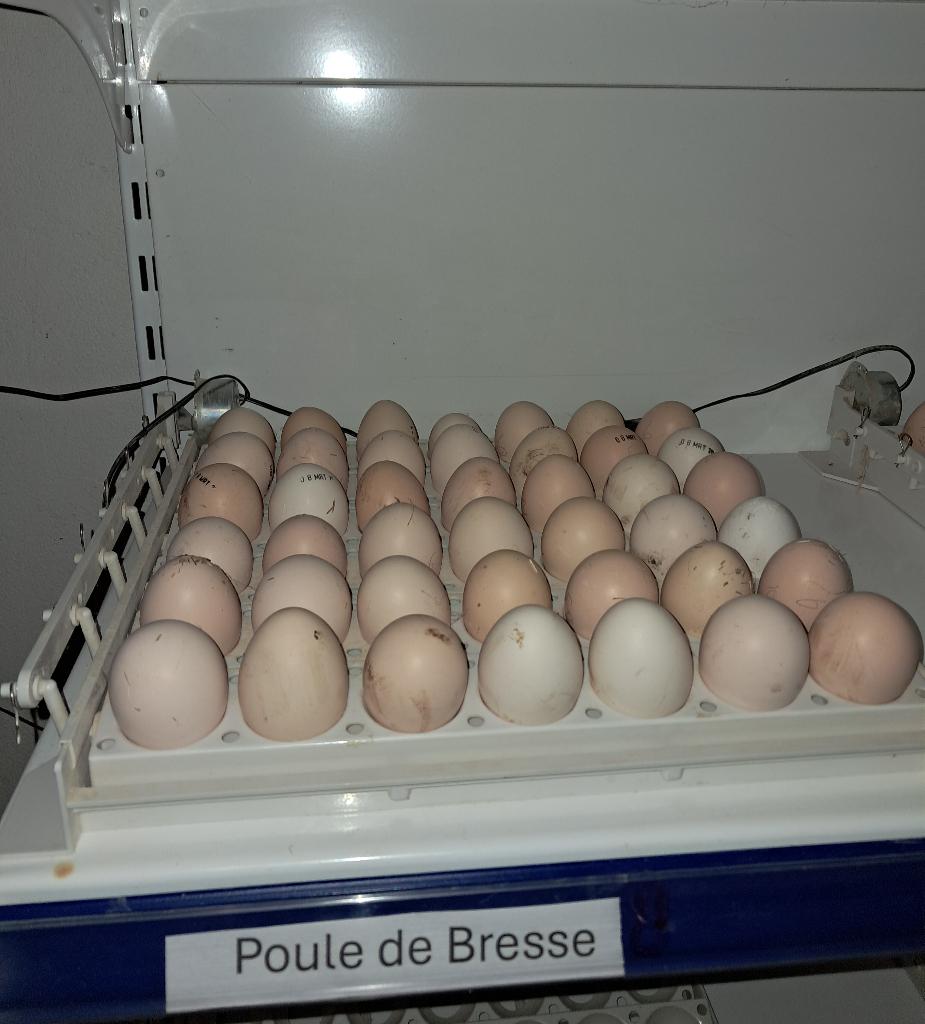 poule de bresse broedeieren, Geslacht onbekend, Kip