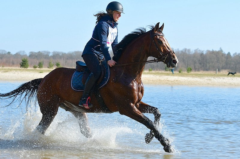 Super leuk lease paard evt verkoop aangeboden, Ruin, Recreatiepaard, 11 jaar of ouder