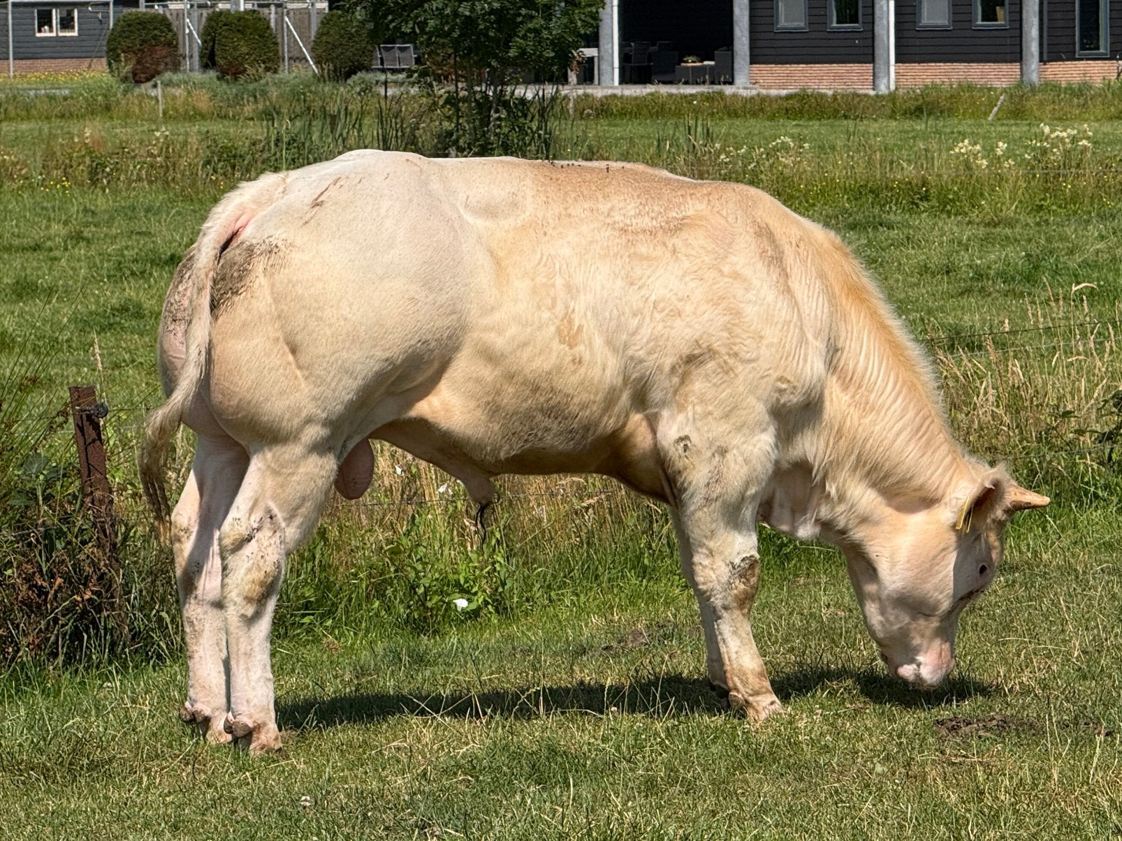 Luxe Dikbil ( dek ) stier te koop, Dieren en Toebehoren, Runderen, Mannelijk