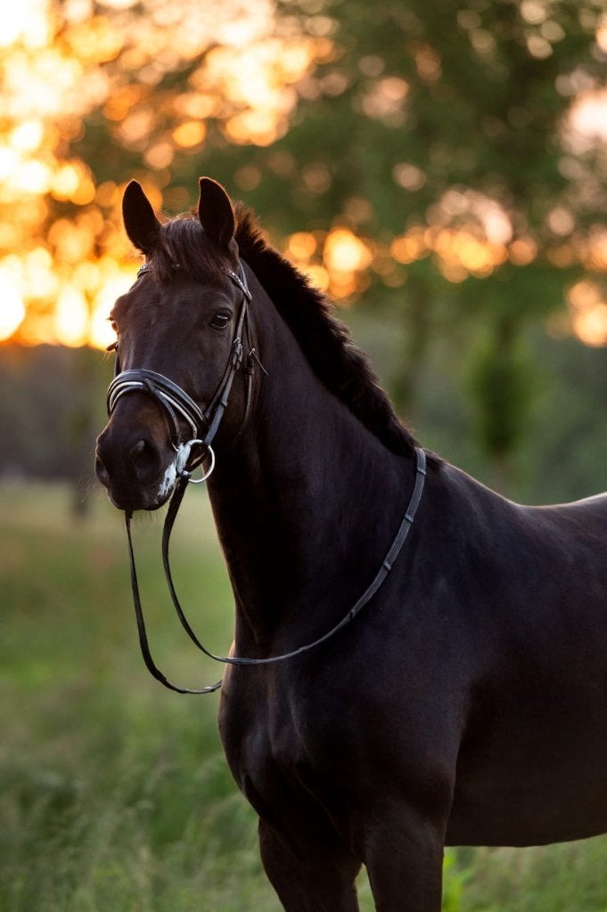 weidemaatje Paard, Ruin, Recreatiepaard, Gechipt, 7 tot 10 jaar